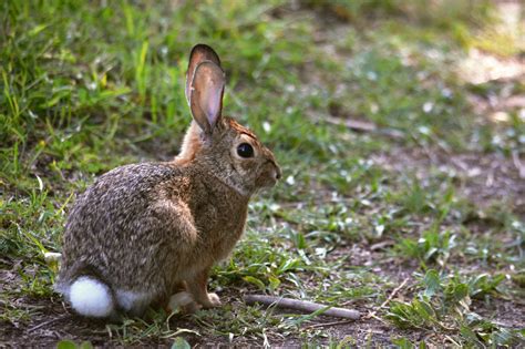  Molly Cottontail -  A Tale of Courage and the Curious Nature of Rabbits!