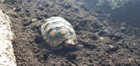  Reginald the Tortoise Who Dared to Dream: A Tale of Ambition and Unexpected Consequences!