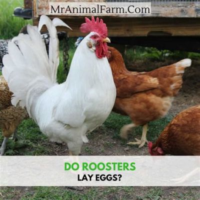  The Rooster Who Laid Eggs - a Hilarious Folk Tale About Ambition and Deception!